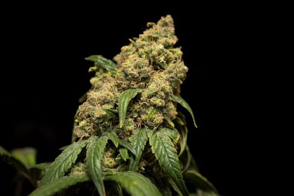 Buy THC Oil UK