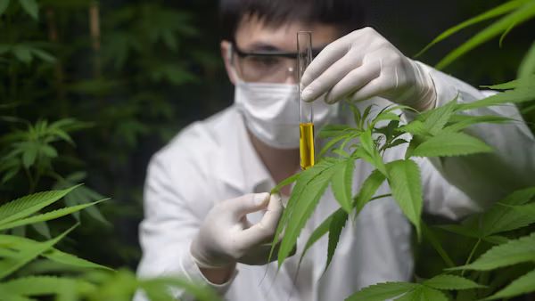 Buy THC Oil UK